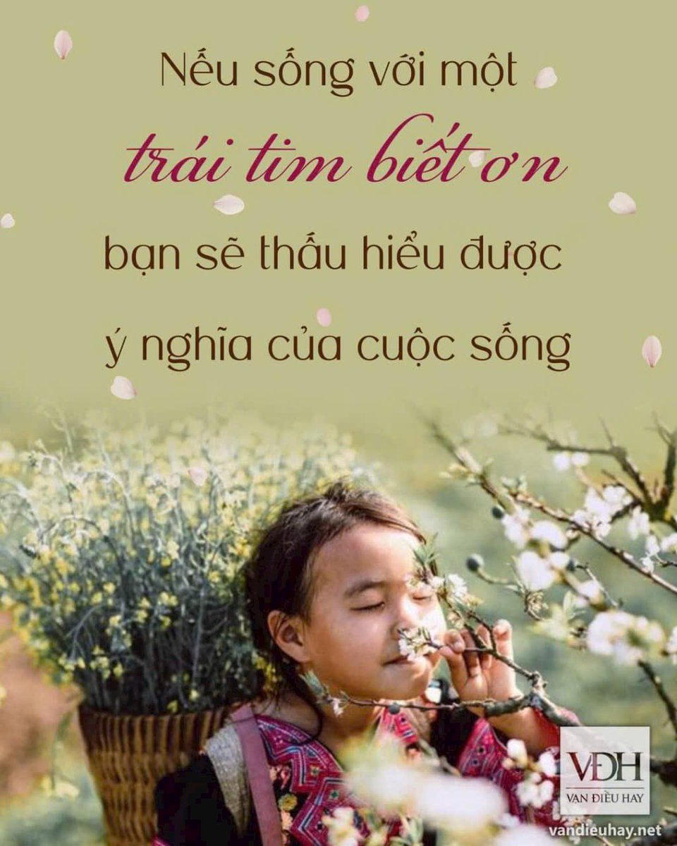 Phương Chi tweet media
