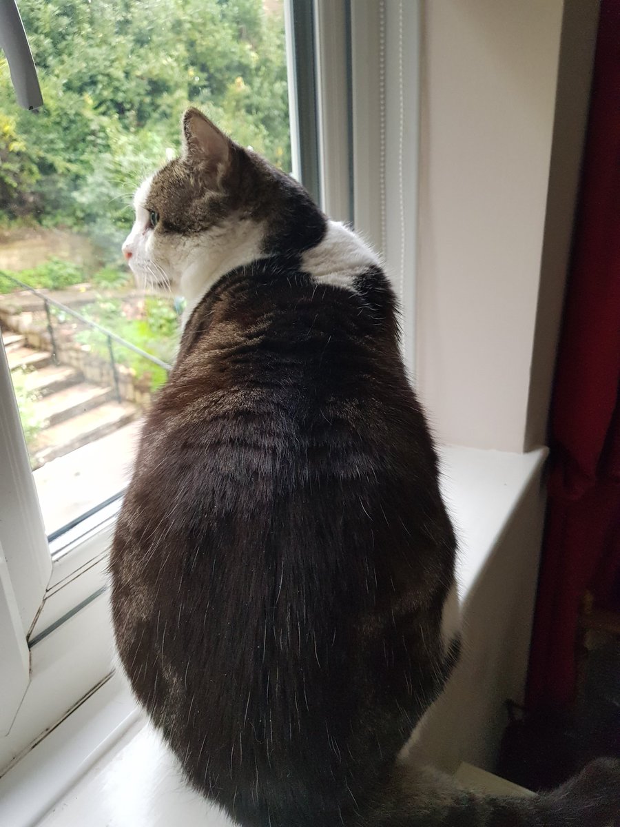 Bramble, Mum &🌈Angel Tommy tweet media