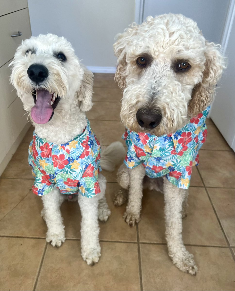 Natinsurbroker's tweet photo. They’re holiday ready! 🐶
#dogsftwitter #groodle #dogholiday https://t.co/kTLgaRqY0A