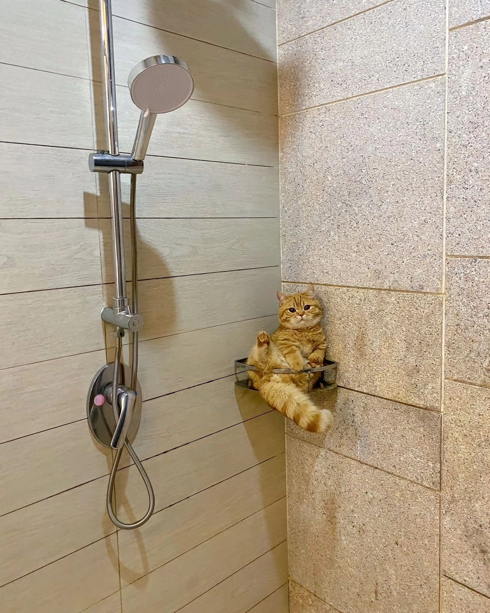 Punch Cat (@punchingcat) on Twitter photo 