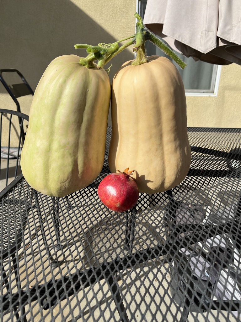 my most common garden mistake is pruning the wrong vine or stem.  Behold, my giant butternuts. still edible, just not ideal ripeness. Large pomegranate for size perspective.