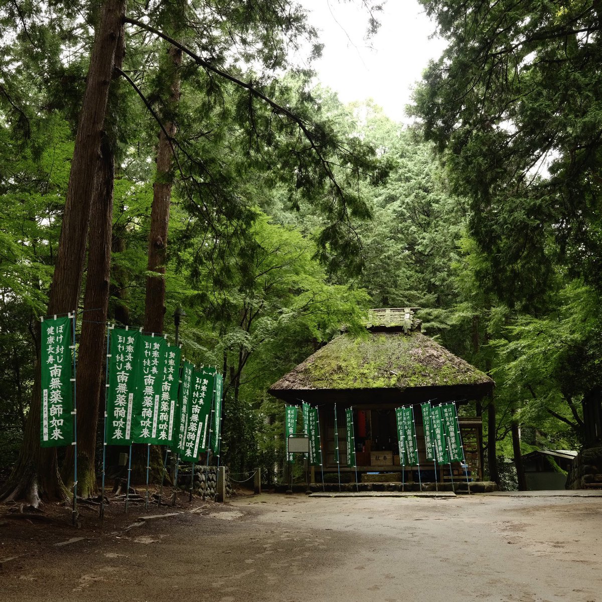 【関東八十八ヵ所72番】【塩船観音寺】
雨上がりの境内を本堂に向かい歩く。その間、人ひとりとすれ違わない。寺巡り楽しいのに。こんな良いお寺なのに。#関東八十八ヵ所　#関東８８フォトコン　#東京都　#青梅市　#塩船観音寺　#寺巡り　#写真　#スクエアフォーマット　#フジフイルム　#アスティア