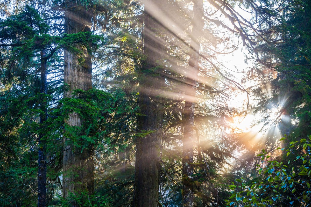 BC Election Day is TODAY! Be sure to VOTE! 🗳️

BC, it's your final chance to have your voice heard in the provincial election. 

Polls are open from 8am–8pm. To find out where to vote &amp; what you need for ID, visit elections.bc.ca. Help shape the future you want to see!