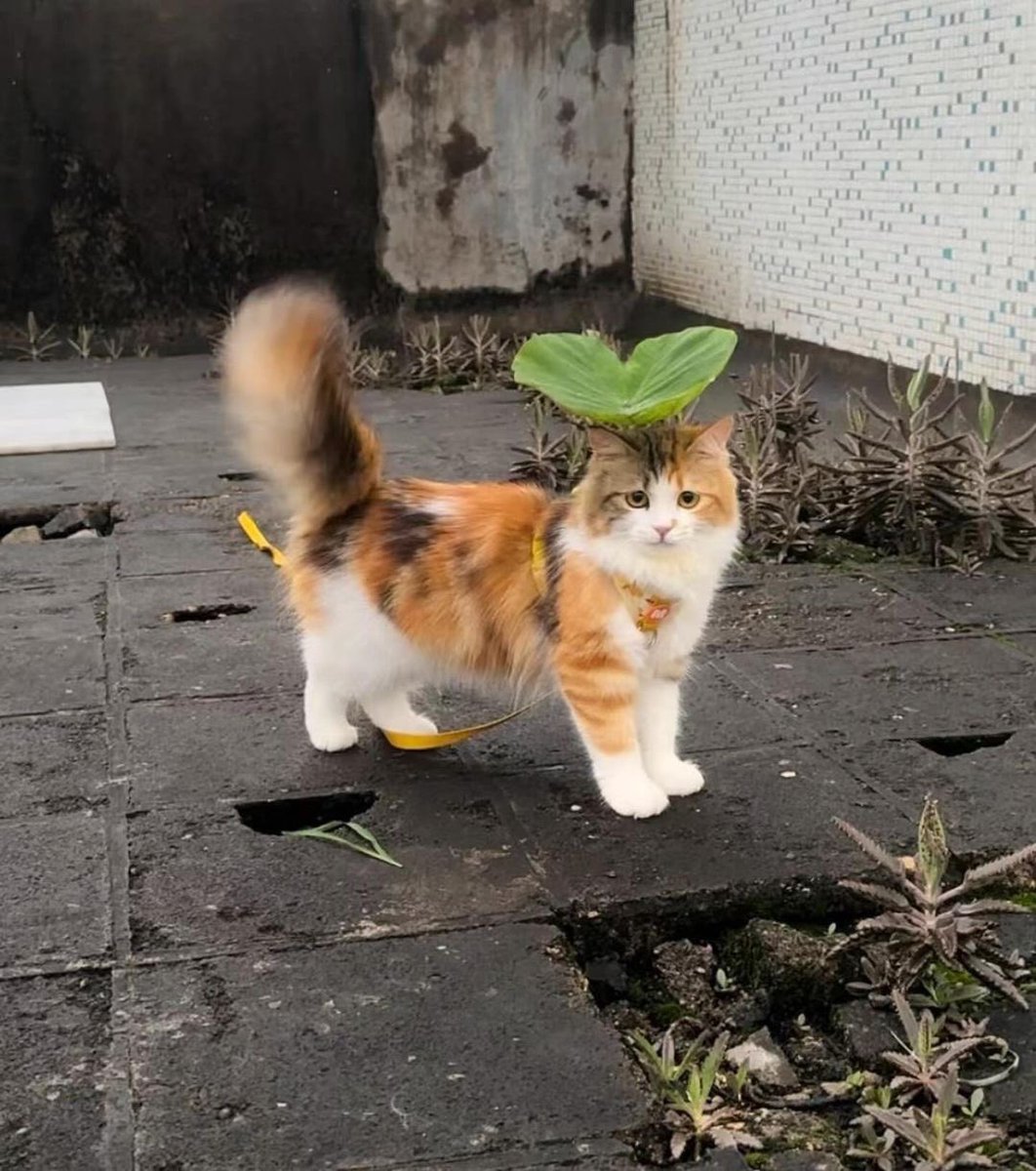 PunchingCat's tweet image. studio ghibli cat