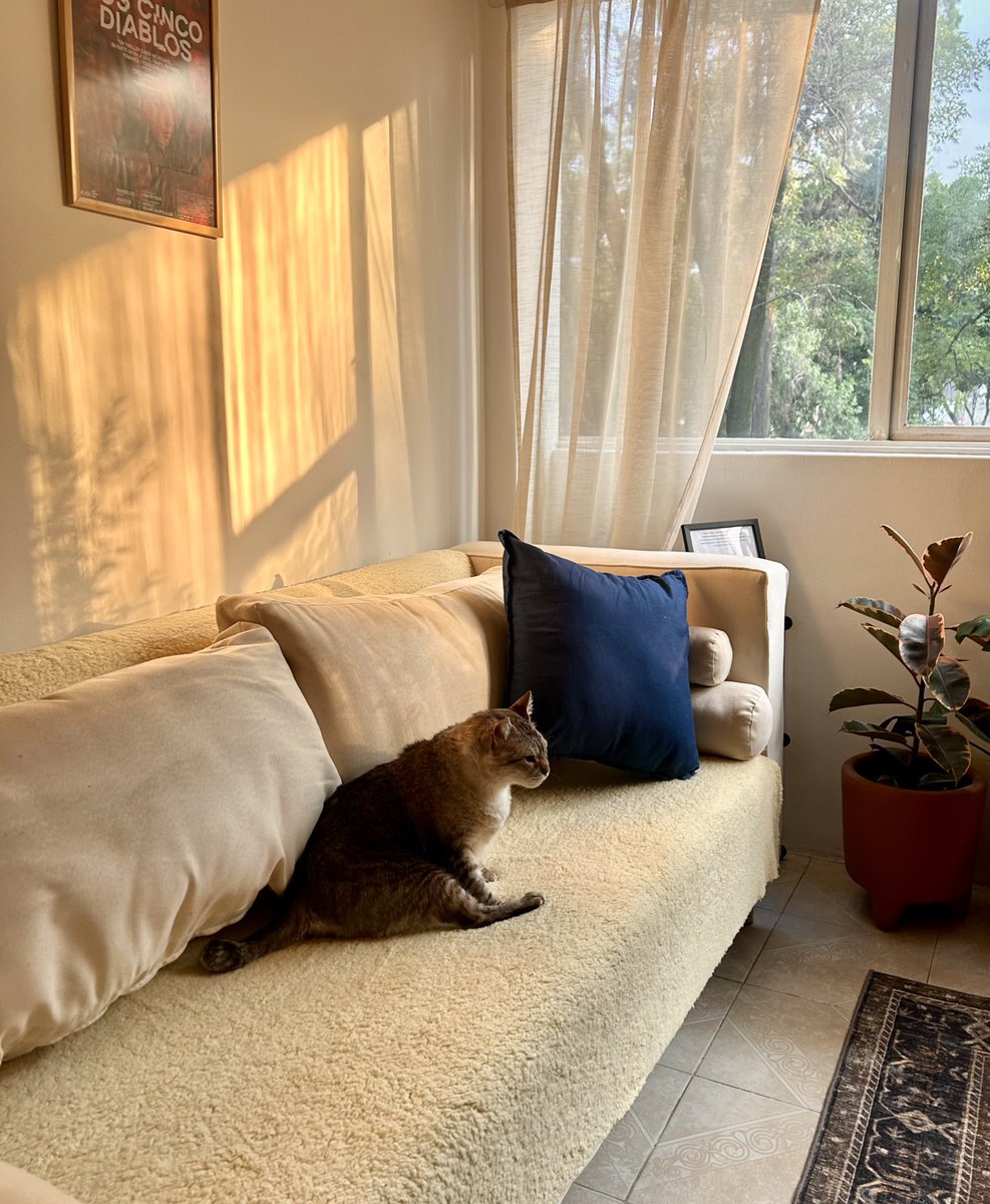 ytzel maya tweet media