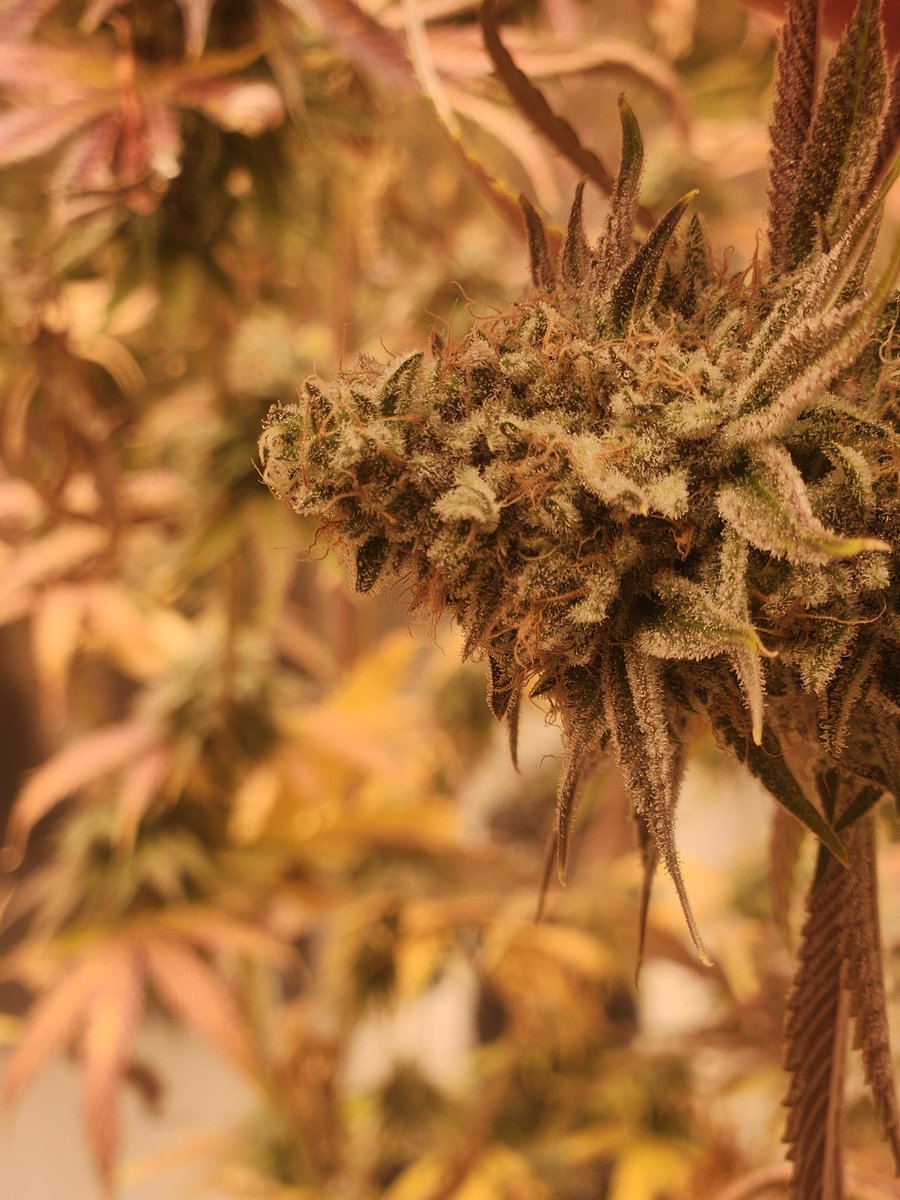 That Old family purp doesn't miss

#Growmies #mmj #WeedLovers #420Life #highlife #mmj