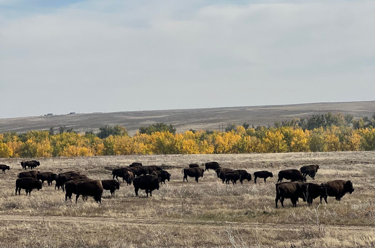 Bison are so majestic. 🦬

I visited West Bijou last Friday, a 7,500-acre bison ranch 1 hour from downtown Denver.

It is one of two <a href="/SavoryInstitute/">Savory Institute 🌱🐂🌍</a> global campuses.

The other global campus is in Zimbabwe, the birthplace of holistic management.

The Savory Institute team led us