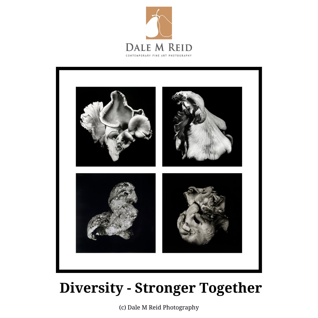 DaleMReid1's tweet photo. #creativity #newyorkcity #lisbon #porto #zurich #contemporaryart #fineart #mushrooms #artbooks #toronto #canada #artcollectors #unitedstates #barcelona #spain #portugal #miami #miamibeach #santafe #publication #buyart #venice #equality #socialjustice #artivism #humanrights #LGBTQ https://t.co/4hk0OCT0MI