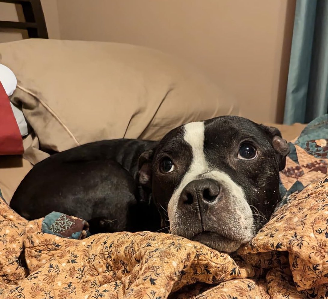 #FosterFriday Jory is using his sad eyes in the hope of finding an adopter who doesn't mind him not being entirely house-trained.🥺 He’s had tests to rule out medical causes, and aside from this, he is pretty easygoing. Jory is a sweet, happy boy! tinyurl.com/meetacitydog #adoptme