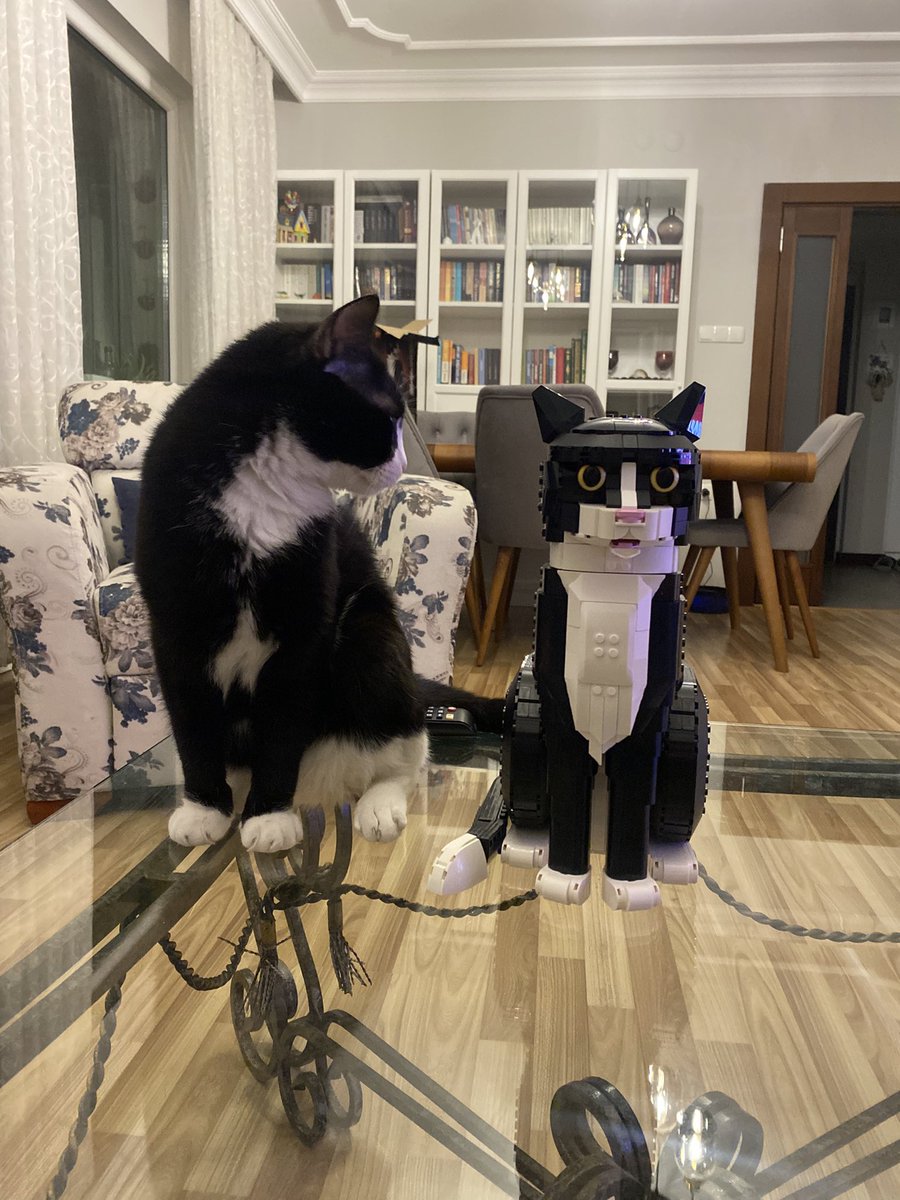 asla sabit bir yere odaklanamıyo diye çekmek çileydi ama benim çocuğumun da artık Lego Kedi fotosu var 😭