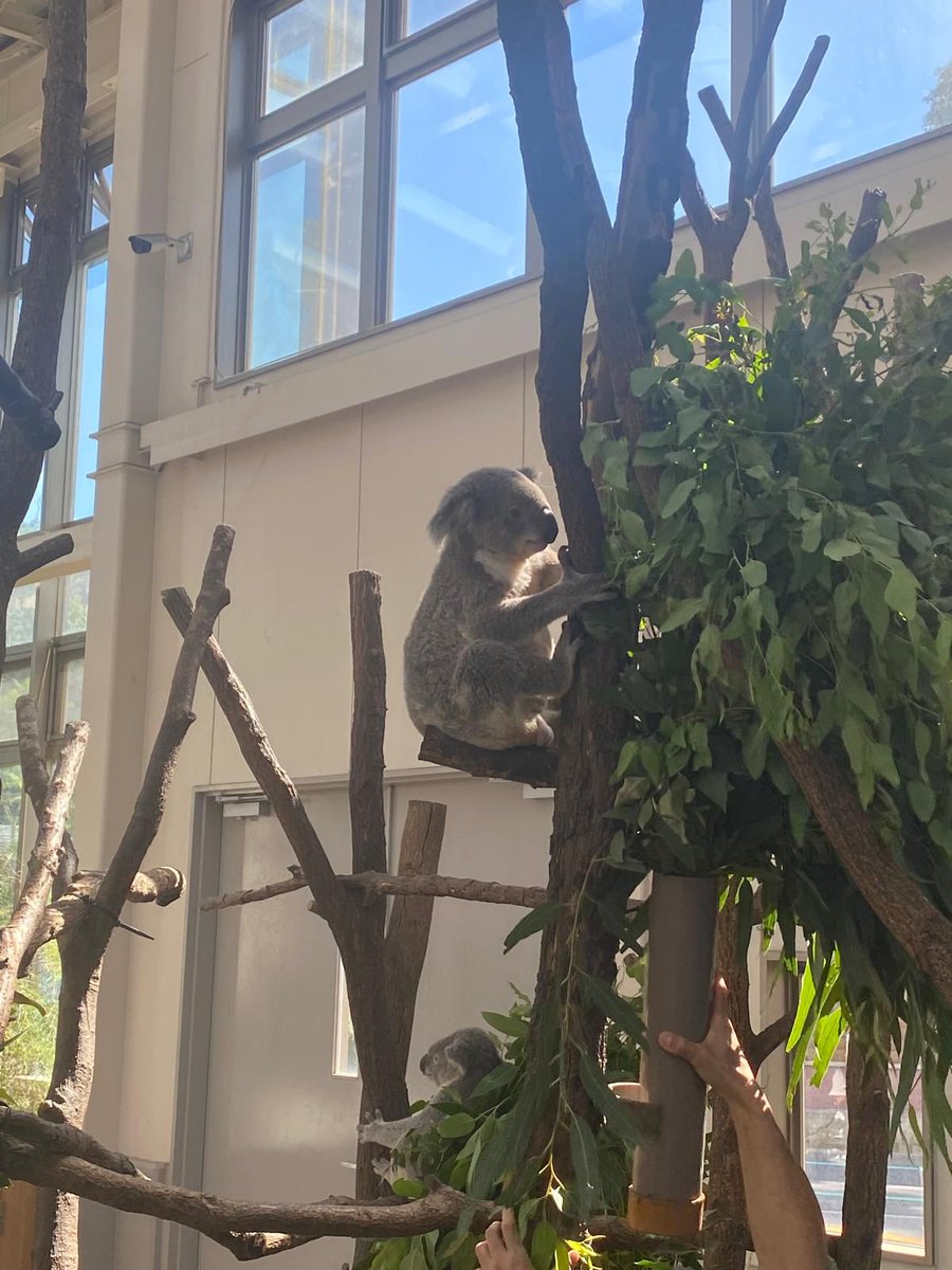 AustraliaInJPN's tweet photo. #DYK that @hirakawazoo in Kagoshima is currently home to 18 koalas, more than anywhere else in ๐ฏ๐ต?
Minister-Counsellor Claire Elias dropped down to say hello to the koalas to celebrate 40 years of koalas in Japan.
#koaladiplomacy ๐ฆ๐บ๐ฏ๐ต๐จ
@CityofPerth https://t.co/gs9NjSf01p