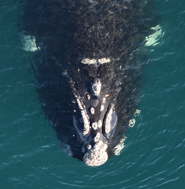 VilchesFO's tweet photo. 🚨Exciting news! With the Southern Right Whale Consortium, we're developing new AI-powered tech for photo-ID of s. right whales 🐋 This will save researchers countless hours &amp; boost conservation efforts. We're raising $10K for the project—please join us at https://t.co/kN2hDAxiHX https://t.co/iWHlpwWnJb