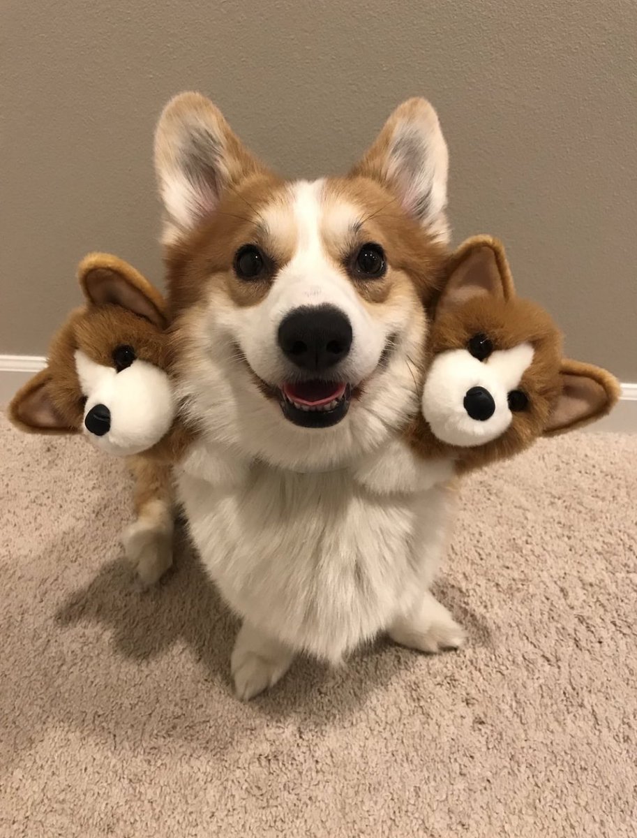 PawsAtHome's tweet image. 31 Days of #HowlOWeen: Guarding the gates of heck 🐶🐶🐶 
#FluffyFriday #PAH31Howl 🎃