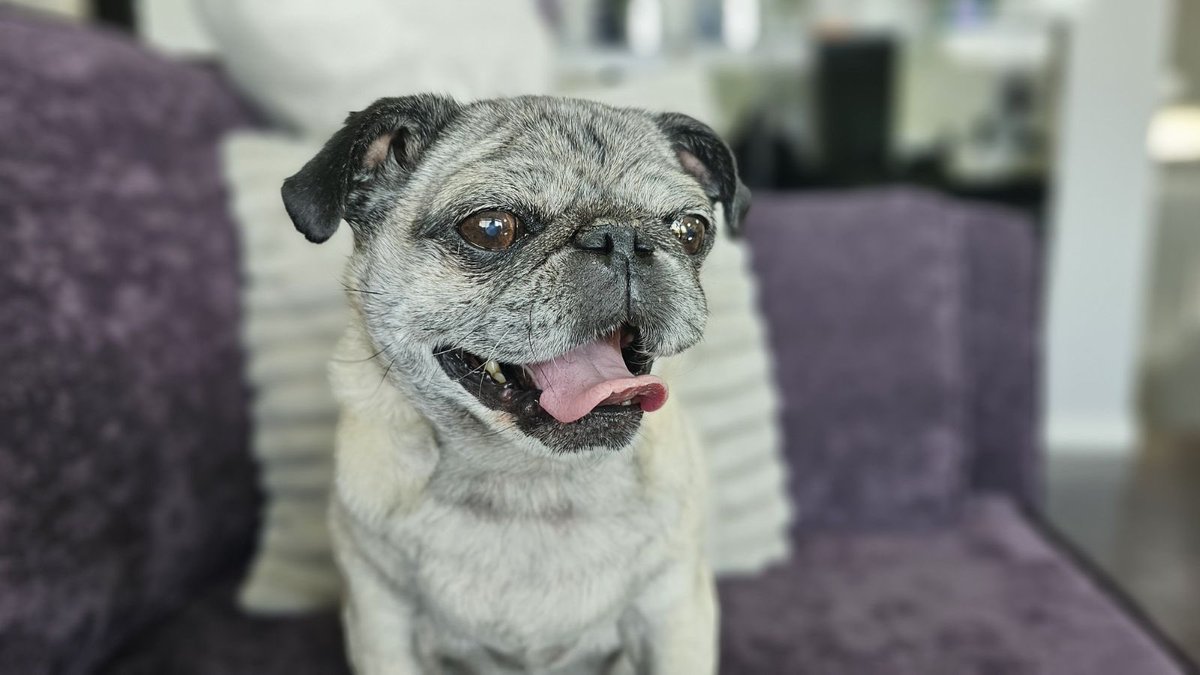 Cece_Villa_'s tweet image. Til we meet again Miss Abigail 💔 #alldogsgotoheaven