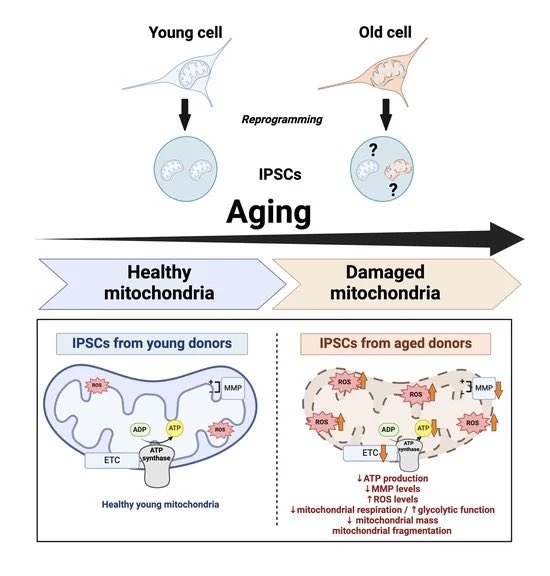 This study provides the first evidence that the aging phenotype is present at the mitochondrial level in iPSCs from aged donors, ranging from bioenergetics to mitochondrial network morphology.
