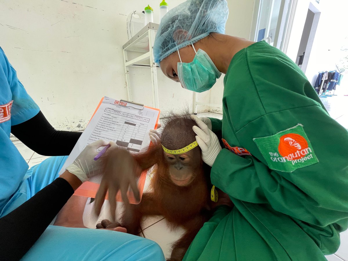 Health check day for adorable Harapi at our BORA rescue and rehabilitation centre 🧡  In this adorable pic, senior vet nurse Tata is measuring Harapi’s head—though she must be quick, as it looks like Harapi is already planning his escape! 😄