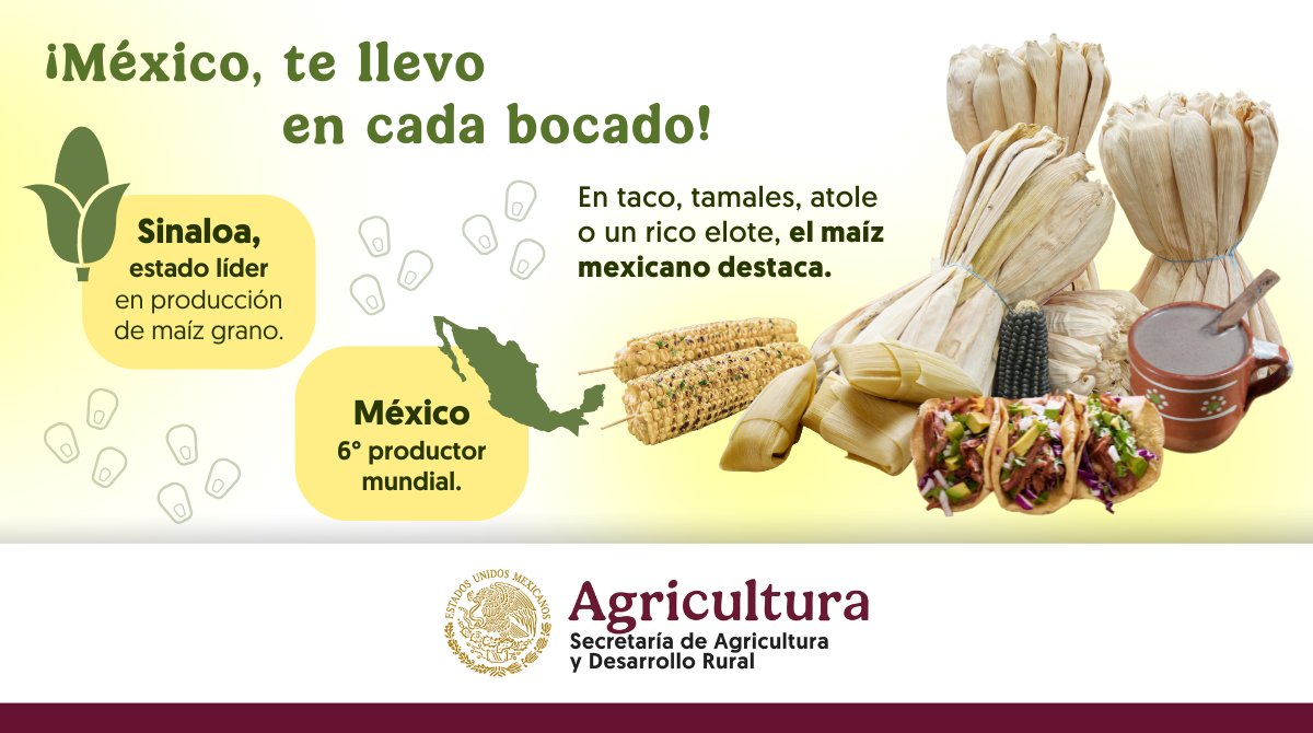 En el segundo piso de la #Cuarta Transformación la #SoberaníaAlimentaria es nuestro eje prioritario de acción. 

A través de programas y acciones nos trazamos la meta de ser soberanos en la producción de maíz grano libre de transgénicos. Porque sostenemos que #SinMaízNoHayPaís