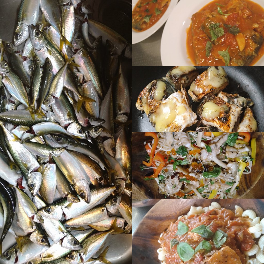 yktmym's tweet photo. 人生初の船でのアジ釣りで、ふたりでアジと小サバを59匹釣り上げた🎣毎日調理法を考えて作るのも楽しいし、それをいただくのもたまらん美味しい❣️すっかりハマりそう、釣り！ https://t.co/9hEaWC0YjC