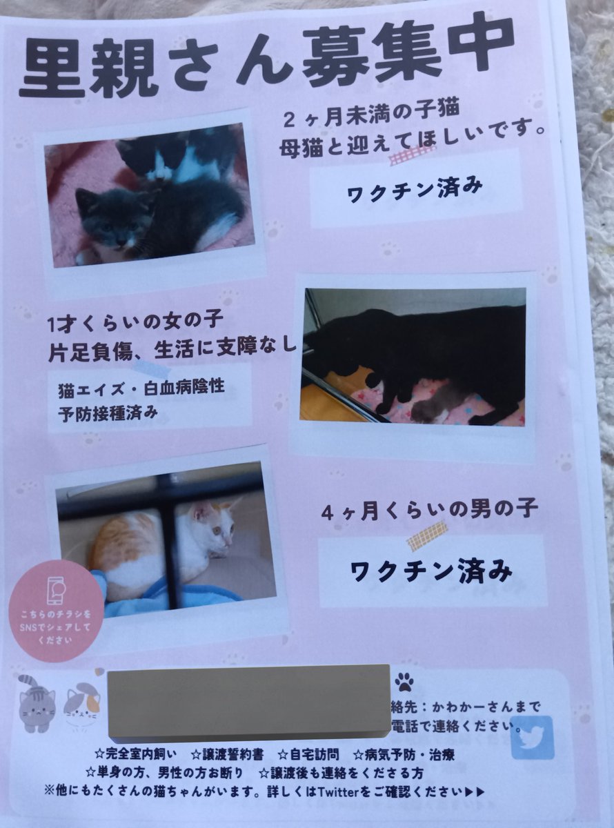 kawa_neco_suki's tweet photo. 里親募集　
お問い合わせ　
代理の方はお断りです
迎えたいと思われる方ご本でお願いします　
#岡山県津山市　＃里親募集 https://t.co/N2kAGUykTE