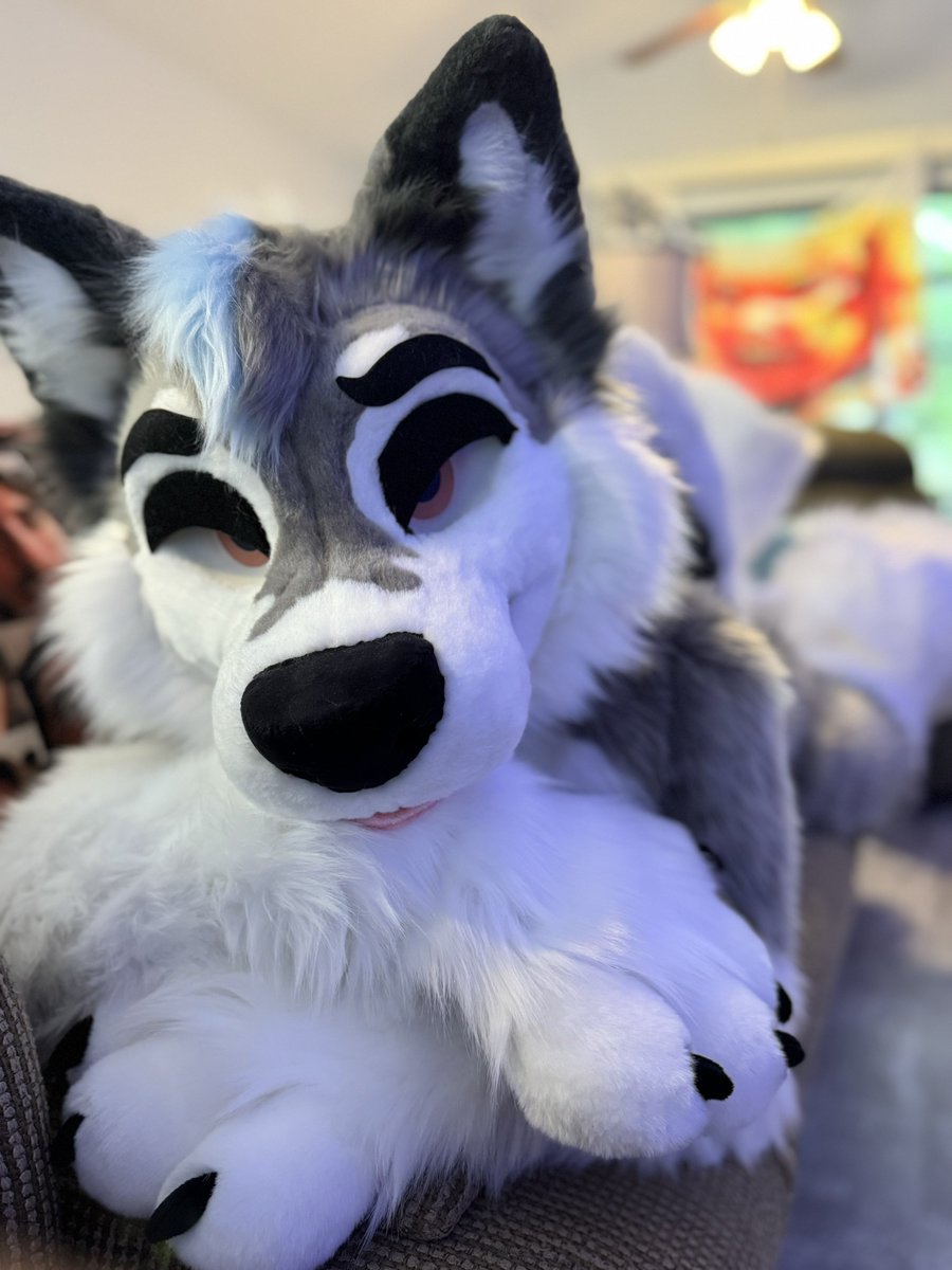 Heya~!

#FursuitFriday 
📸: <a href="/KryoWolf_/">Kryo</a>