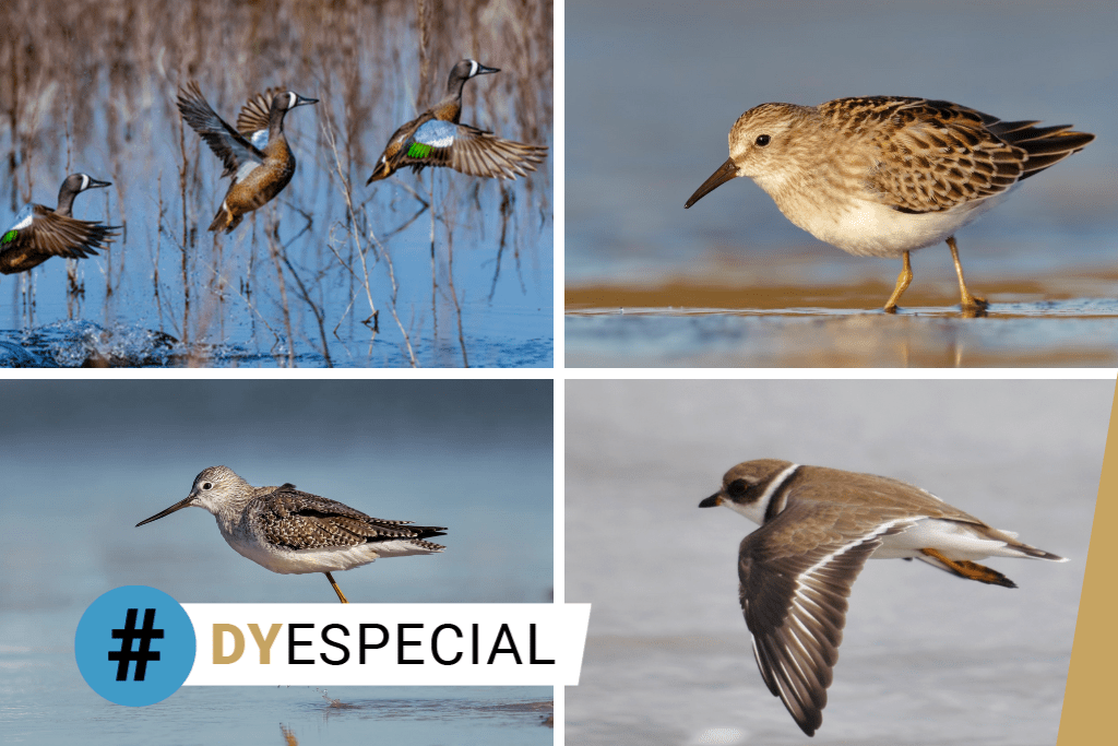 DiariodeYucatan's tweet photo. ⚡ Cuatro especies de aves migratorias ya llegaron a Progreso para pasar el invierno https://t.co/ZuDrOaruvX https://t.co/DreBH7aleE