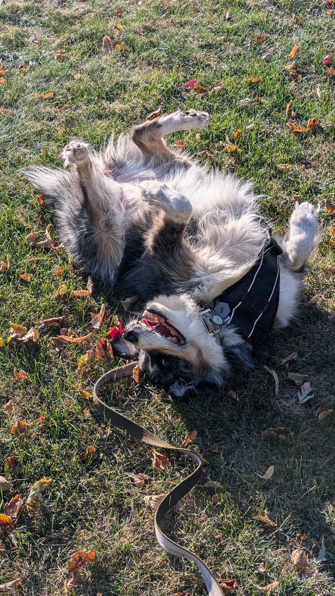 Brian Shipe tweet media