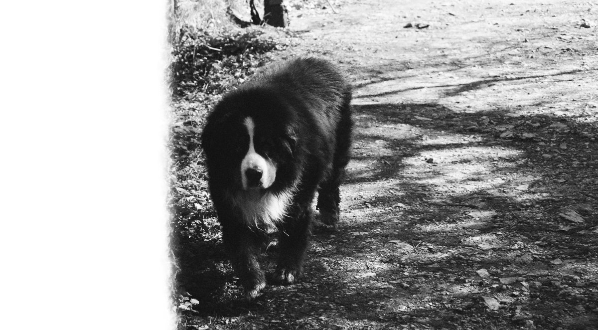 Une fleur. tweet media