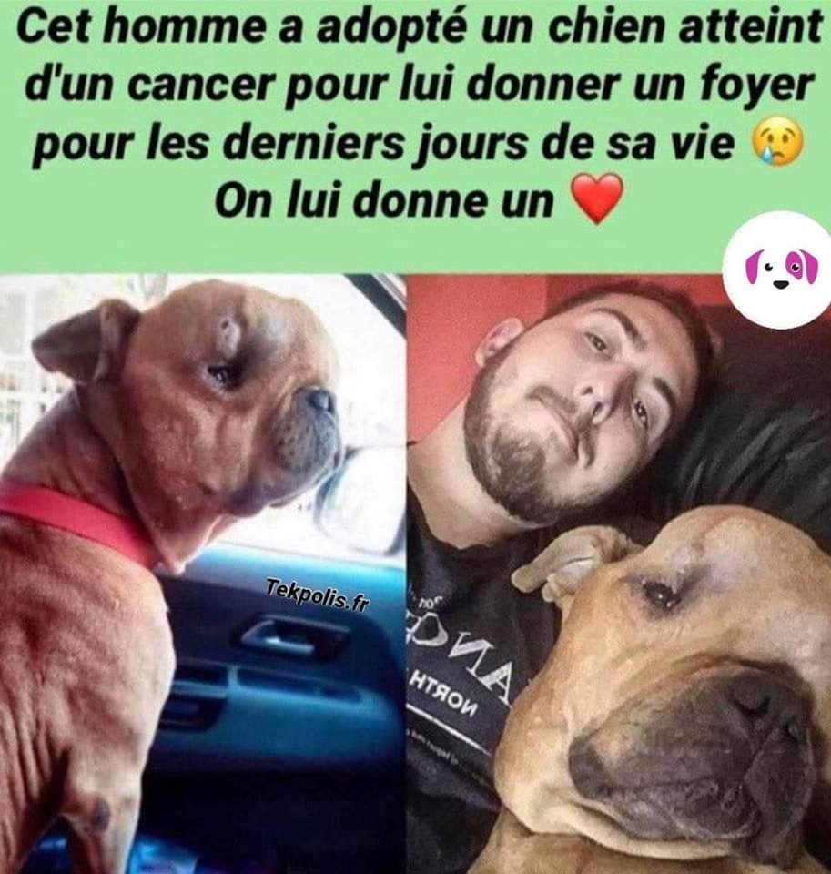 animal__passion's tweet image. Cet homme a adopté un chien atteint d'un cancer pour lui donner un foyer pour les derniers jours de sa vie 🥺 On lui donne un ❤