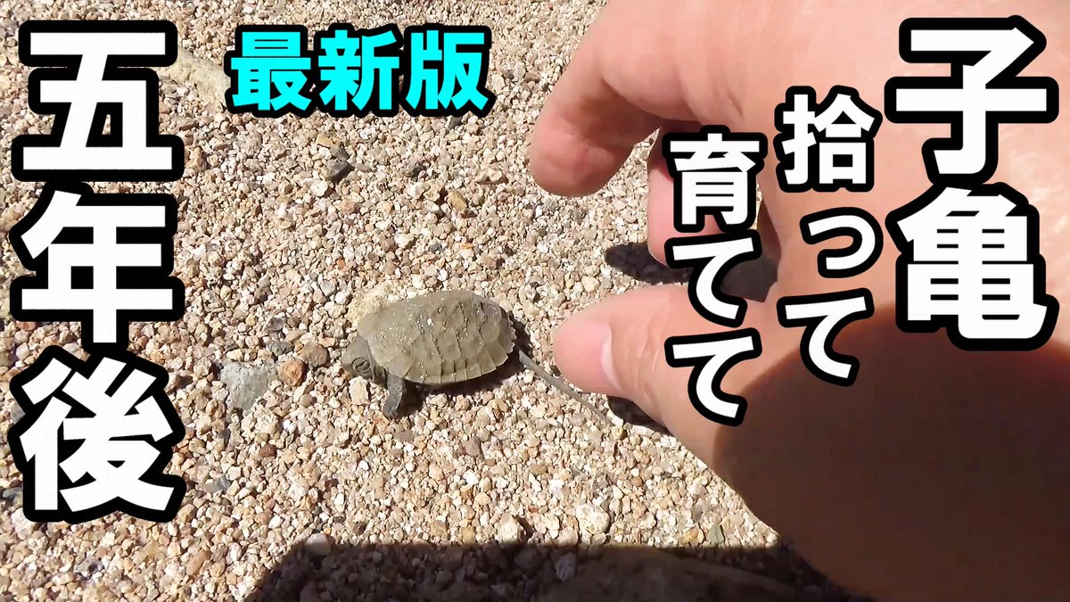 イシガメのエサ太郎
川で拾って５年経ちました！
大きくなった姿をYoutubeでご覧ください🐢
youtube.com/watch?v=eWyr6D…
