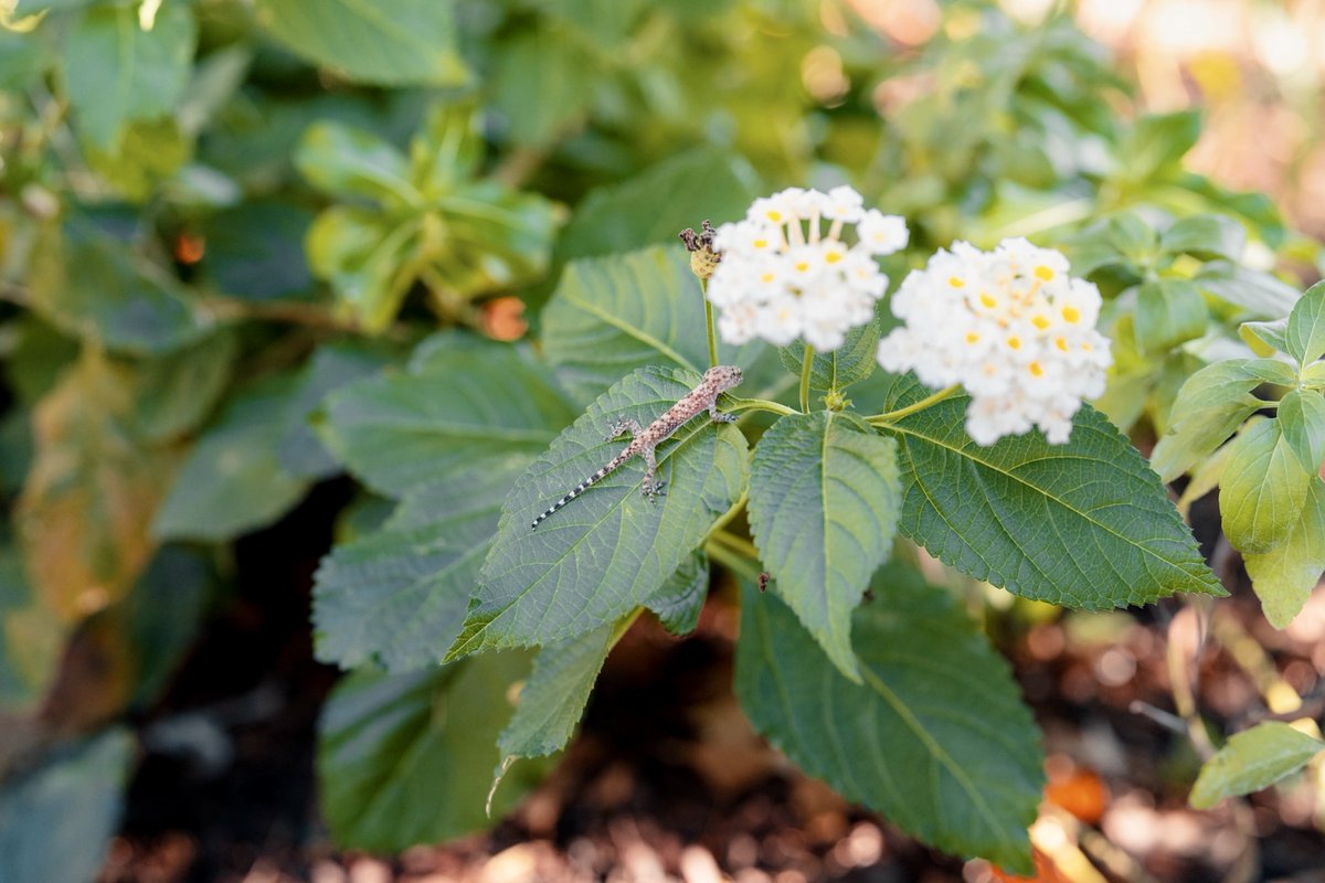 Shipshape Urban Farms tweet media