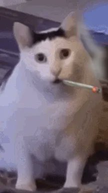 OGHUHCAT's tweet photo. WOAH

HUH? https://t.co/IY0WaH51AH