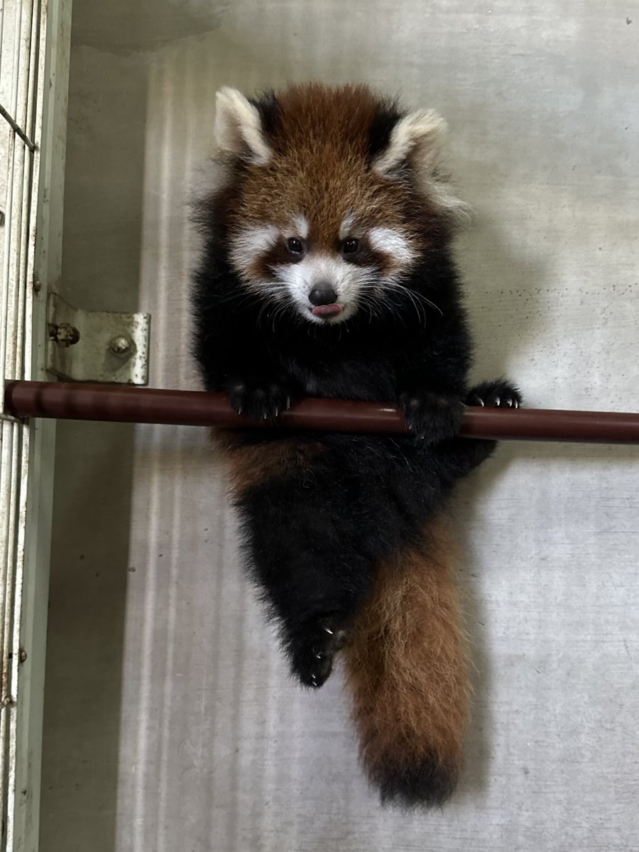 レッサーパンダ舎内で作業していると、見慣れない黒い物が視界に入り