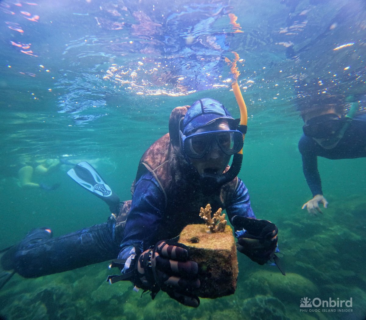 OnbirdPhuQuoc's tweet photo. OnBird develop sustainable bio-rock with cutting edge transplant method which help to regrow broken corals effectively to restore coral reefs in Phu Quoc Island, #Vietnam
#MarineLife #reefbuilder #coral #coralreef #travel #Discovery #vietnamese #Phuquoc
https://t.co/PSiko9N9DG https://t.co/YHQxJNk4pb