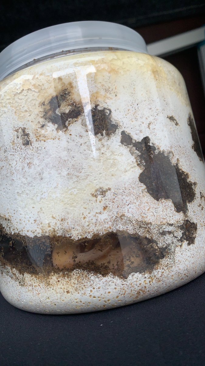 以前昆虫くじで、子供が選んだギラファノコギリクワガタが、蛹になって喜んでいたところ、まさかの…

オオクワガタでござました！

そんなことある⁇