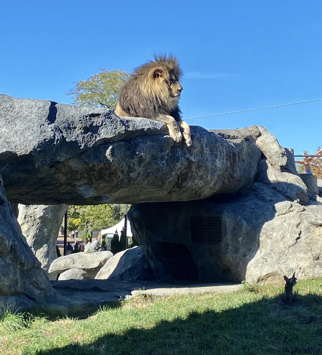 AgainMichelle's tweet image. Mid October - can’t complain 
#leo