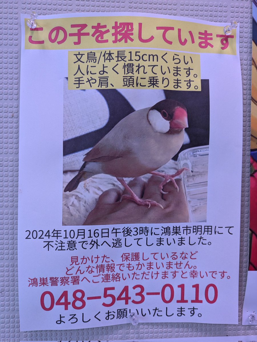 うちの地元で見かけた貼り紙。
警察には届け出済だそうです。
今の時期はコスモスを見にたくさんの人が訪れるエリアなので、どなたかに保護されていると良いのですが…。
#文鳥　#迷子鳥
#鴻巣市　#吹上　#明用
#コスモス畑　#コスモスフェスティバル