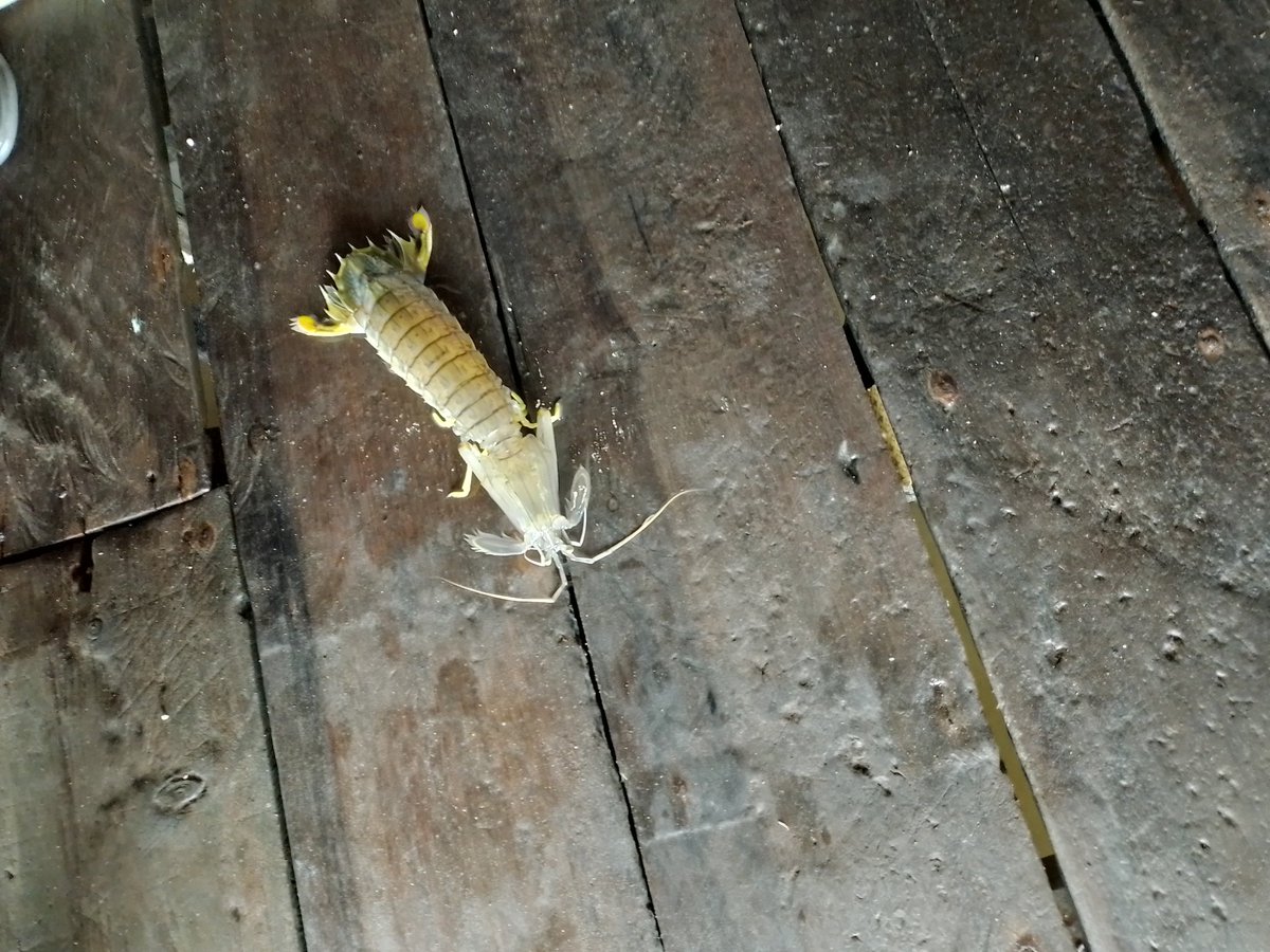 vickys0301's tweet photo. Rabu (11/09/2024) vicky luhkan kab. Tanjab Timur, KUB Maju Jaya produksi hasil tangkapan udang ketak/ronggeng/manthis sebanyak 200 ekor (Rp. 45.000/ekor) #GiatLuhkanSatminkalBRPPUPP #luhlapor #September https://t.co/zxsTioL3oz