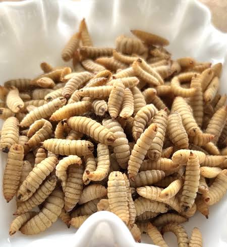 demi_farm's tweet photo. black soldier fly farming pdf

Black soldier fly are rich in proteins and grows within a short time.

They are a cheaper way to lower the cost of feeds which has skyrocketed.

Starting your bsf farm is simple &amp; requires basic skills. 

Drop your WhatsApp or email to get the guide https://t.co/nGRsKr9i0Y