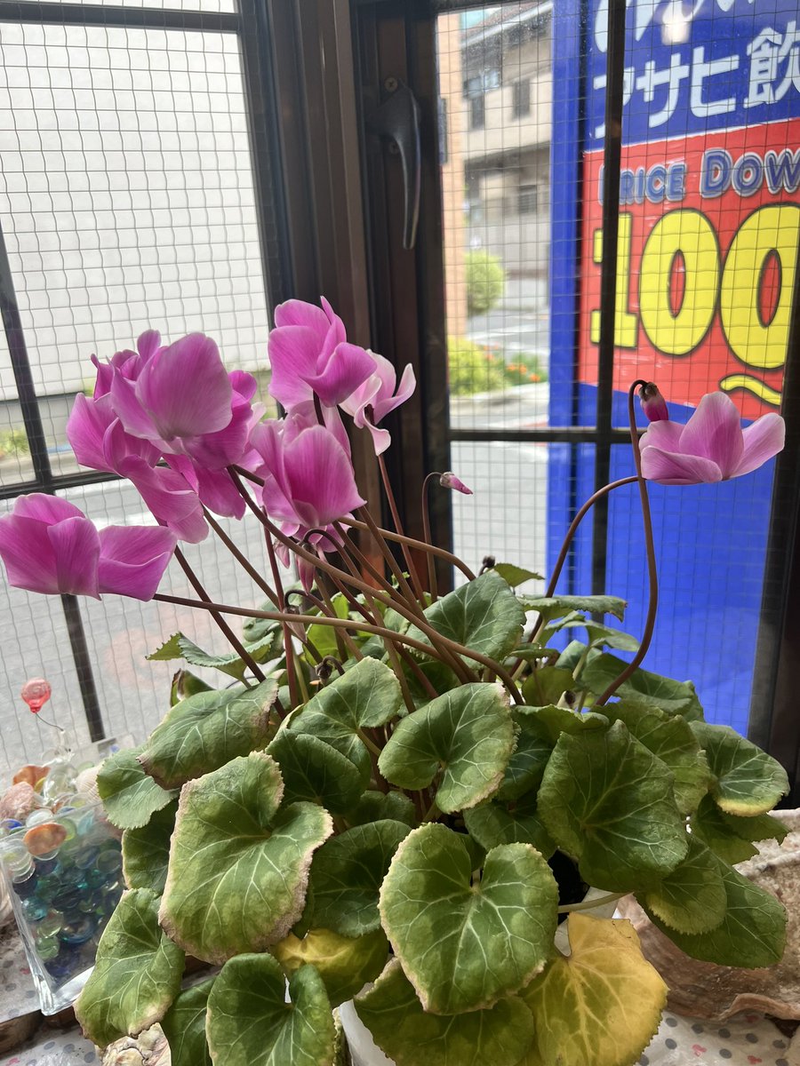 daini_kurinoyu's tweet image. #3年目 の #例のシクラメン 
今❣️
こんな感じ～ですよー
まだまだ～ #つぼみ ～待機中❣️
 #大田区  #鵜の木  #銭湯  #第二栗の湯  #にゃー 

今日は❣️ #パンダ湯 🐼♨️𓈒𓂂𓏸