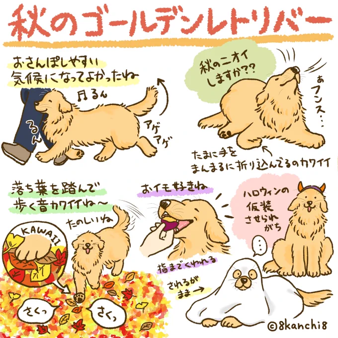 秋のゴールデンレトリバー🍂 
