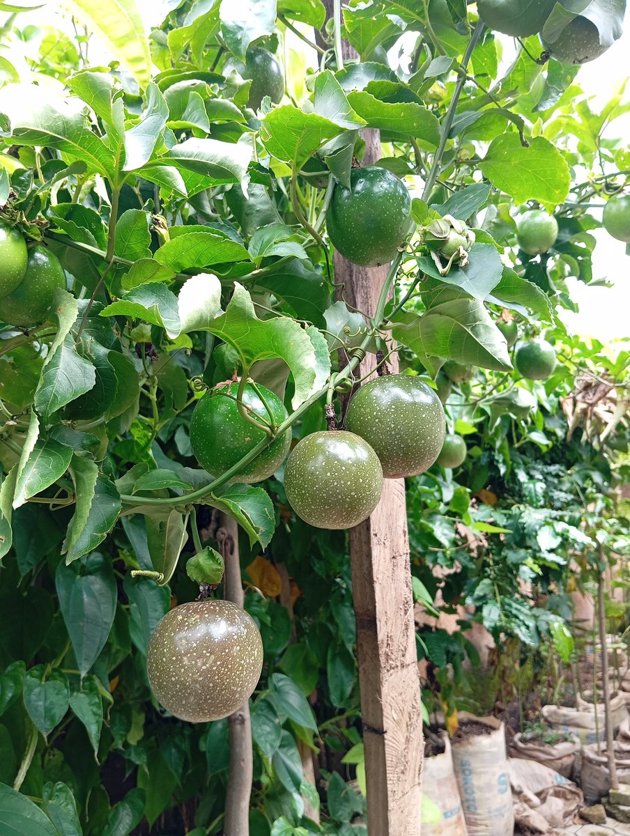 ritkatmun's tweet photo. Passion fruits are easy to grow and full of health benefits! 🍇🌿 Purple ones are sweeter, yellow ones are tart—but both thrive in sunny spots with something to climb on. Each plant can produce up to 60 fruits! 
Rich in vitamins A &amp; C, fiber, and antioxidants—what’s not to love? https://t.co/ExEjiPDcia