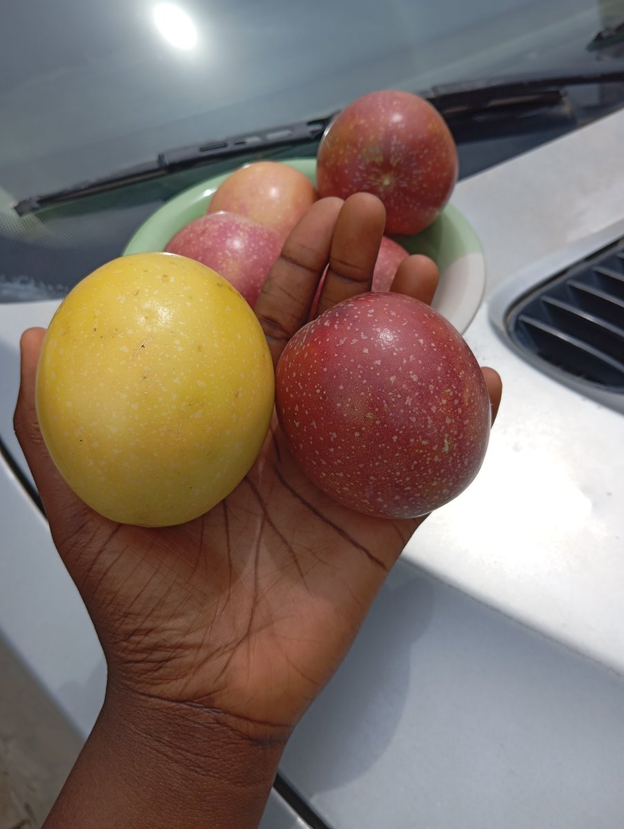ritkatmun's tweet photo. Passion fruits are easy to grow and full of health benefits! 🍇🌿 Purple ones are sweeter, yellow ones are tart—but both thrive in sunny spots with something to climb on. Each plant can produce up to 60 fruits! 
Rich in vitamins A &amp; C, fiber, and antioxidants—what’s not to love? https://t.co/ExEjiPDcia