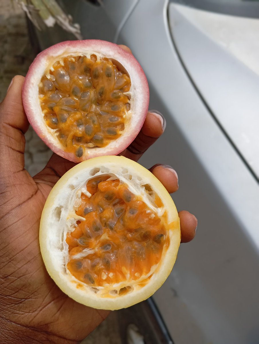 ritkatmun's tweet photo. Passion fruits are easy to grow and full of health benefits! 🍇🌿 Purple ones are sweeter, yellow ones are tart—but both thrive in sunny spots with something to climb on. Each plant can produce up to 60 fruits! 
Rich in vitamins A &amp; C, fiber, and antioxidants—what’s not to love? https://t.co/ExEjiPDcia