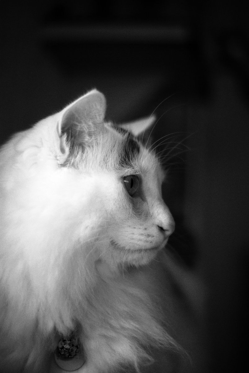 mofumofugomam's tweet photo. 渋ごまん君

#猫のいる生活 #猫のいる暮らし 
#猫のいる幸せ #保護猫 
#PENTAX #K10D #DA50 https://t.co/LjPrkYh7f1