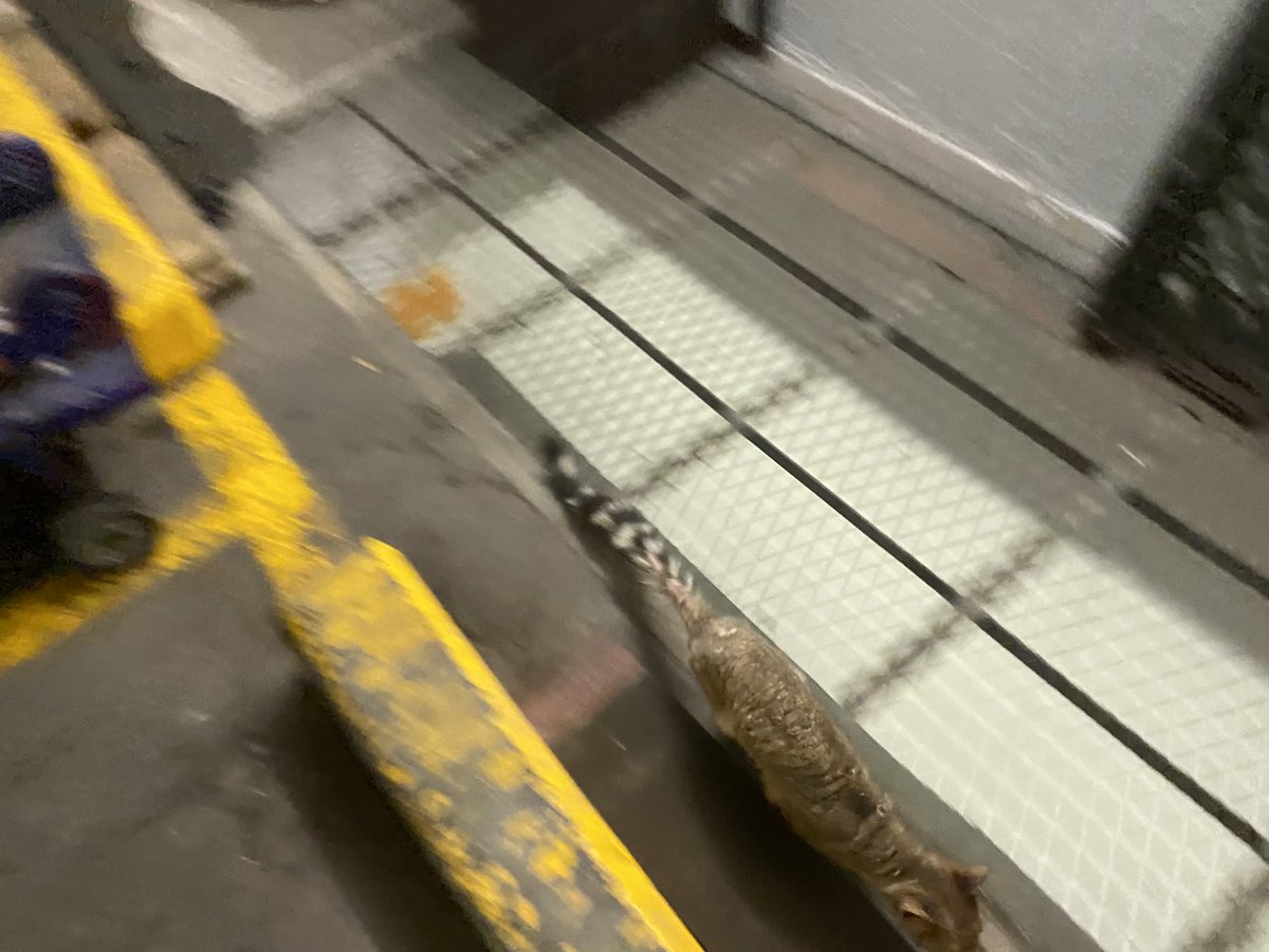 silvertabbybla's tweet photo. @PROFEPA_Mx @lacuauhtemoc @LaColoniaJuarez por favor reporten que hay un cacomixtle herido corriendo por las calles de la Cuauhtémoc. Está por el Cinemex Casa de Arte (Guadalquivir y Lerma) https://t.co/leGDJxHDsb