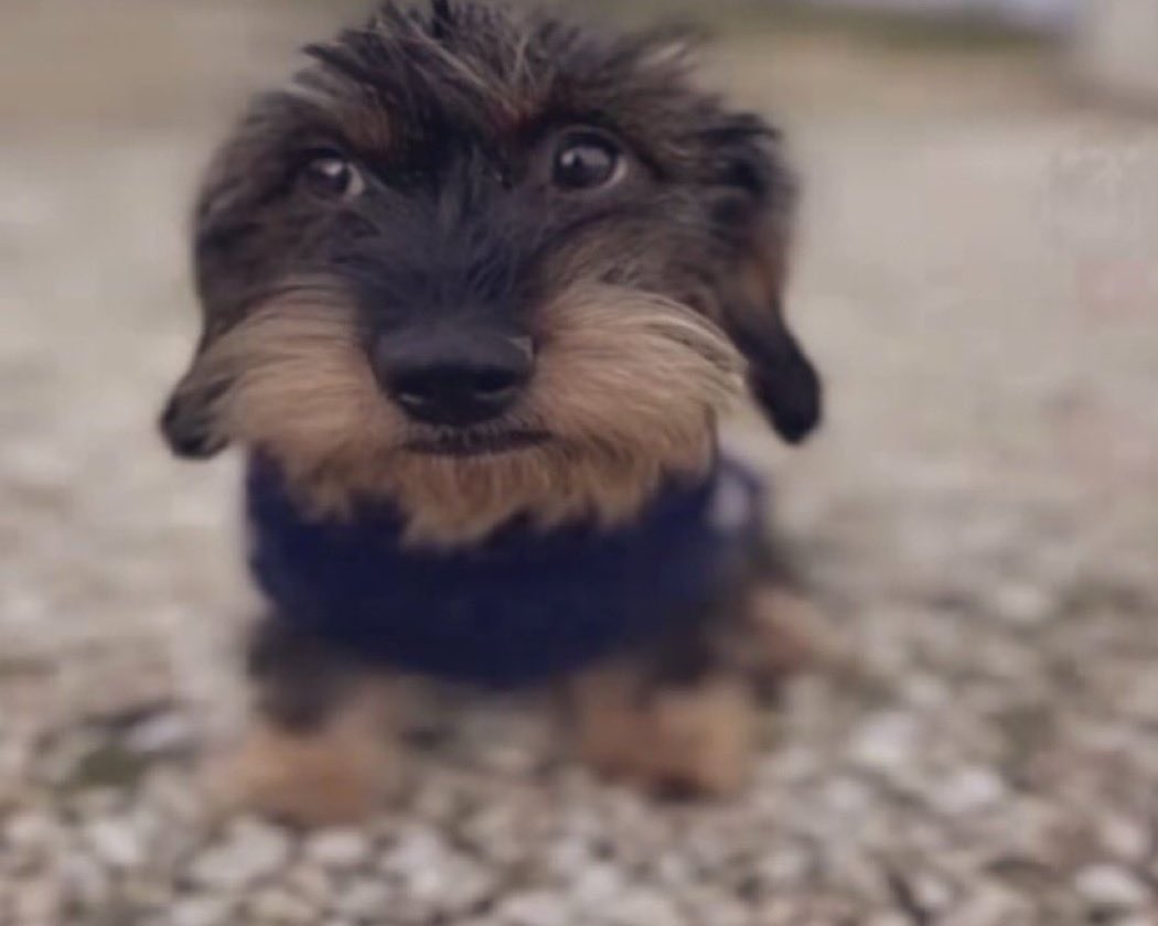 _JustALizard_'s tweet image. 