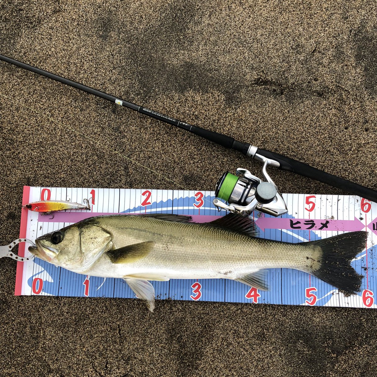 ヒラメ狙いも海がガチャガチャで底どりイマイチだったので、シーバスに切り替えたら、有難い1匹に出会えました❗️