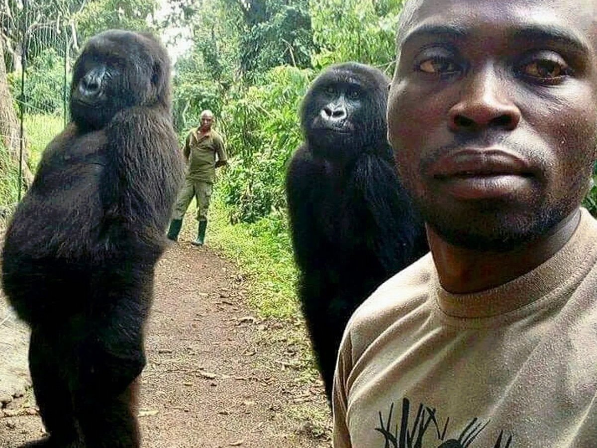 good morning GANG 🤳