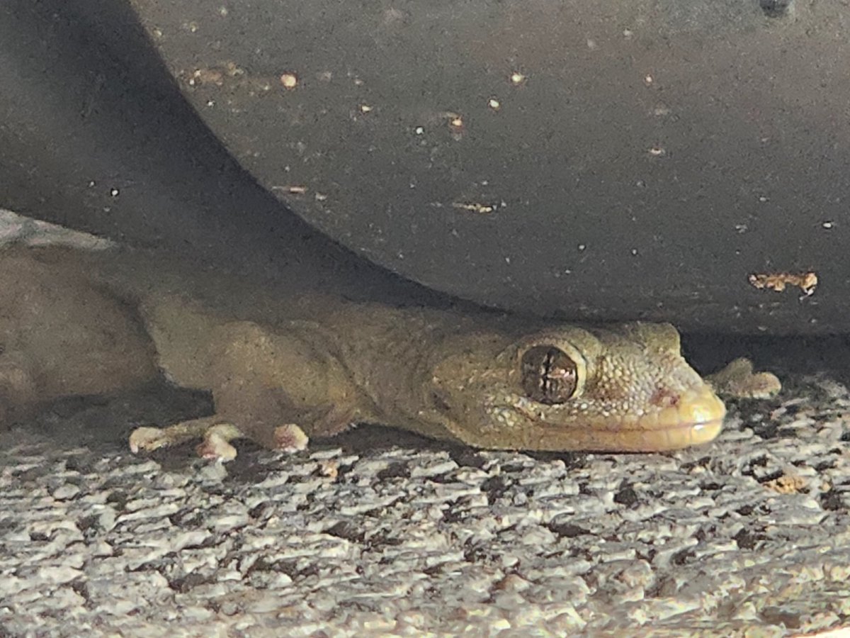 1ヶ月ぶりにバイク出そうとしたらバイクカバーの裏側からヤモリちゃん飛び出してきた🤣
そこ逃げ込んだら潰れちゃうぞ(꒪꒫꒪ )