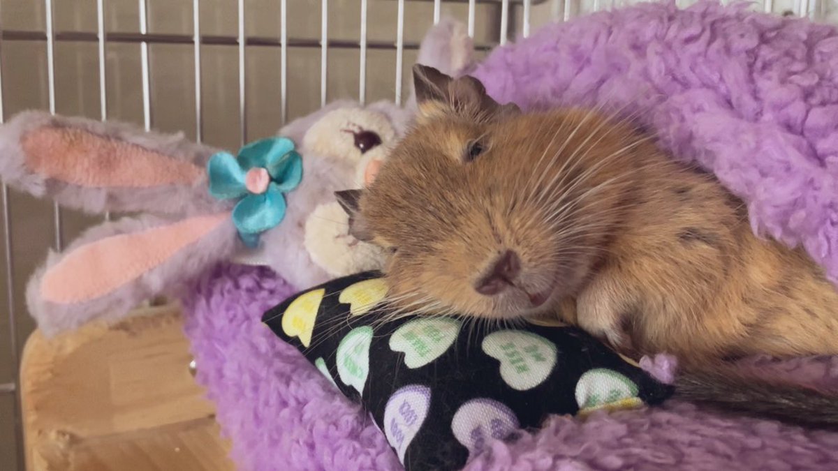 CHICCI1013's tweet image. お昼寝😴
枕大好き🥰